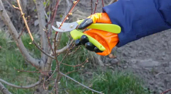 Ręka w pomarańczowej rękawicy z sekatorem wykonuje cięcie brzoskwini, przygotowując drzewko do wiosennego wzrostu.