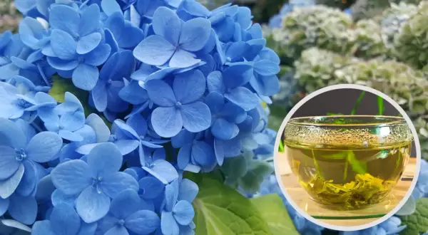 Niebieskie hortensje i filiżanka zielonej herbaty. Fusy z herbaty mogą być świetnym nawozem do roślin, zwłaszcza tych, które lubią kwaśną glebę, jak hortensje.