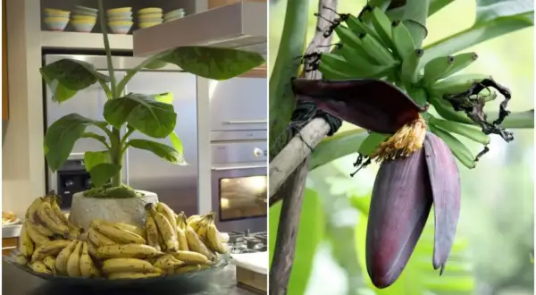 Dwa ujęcia: bananowiec w doniczce z bananami w kuchni i kwiat bananowca z młodymi owocami.