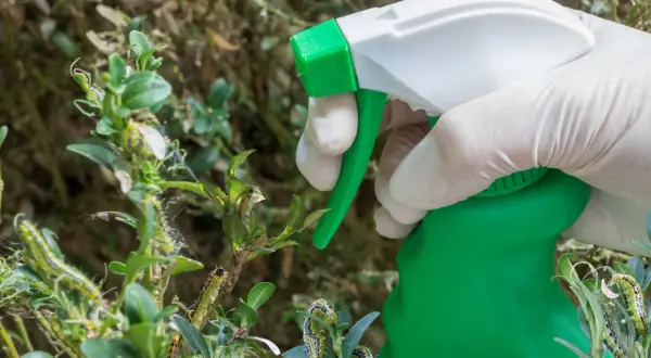 Ręka w białej rękawiczce trzyma zielony opryskiwacz nad bukszpanem z gąsienicami.