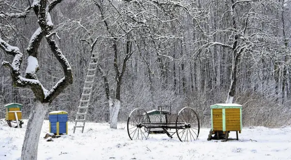 Zimowy sad z bielonymi palami drzew, ulem i drabiną.