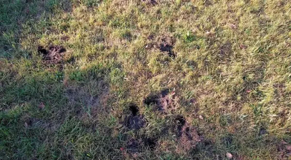 Co kopie dziury w ogrodzie? Poznaj zwierzęta i ich przyczyny