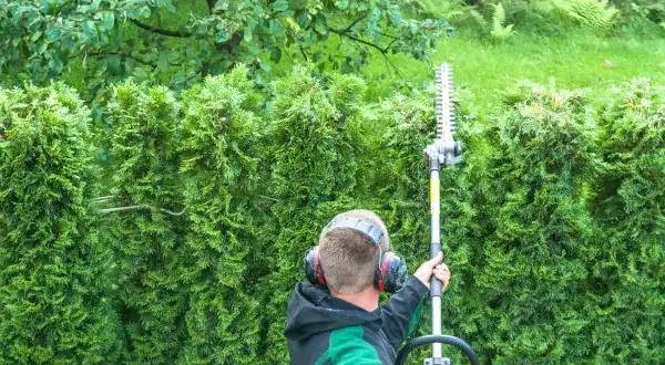 Jak wysoki może być płot z tui? Odkryj przepisy i ograniczenia