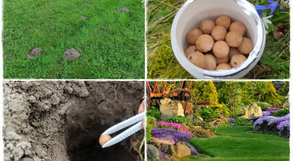 Kolaż: kopce kretów na trawniku, kulki w pojemniku, wkładanie kulki do ziemi, zadbany ogród.