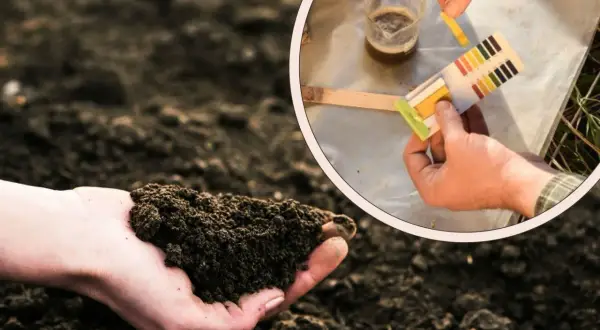 Dłoń trzymająca ziemię, obok test pH gleby.