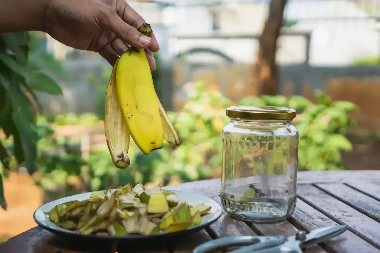 Ręka trzyma skórki banana nad talerzem z pokrojonymi bananami i pustym słoikiem.