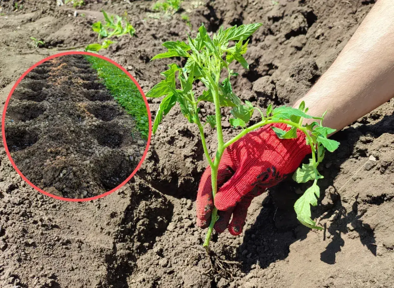 Sadzenie pomidorów do gruntu: ręka w czerwonej rękawiczce trzyma sadzonkę, obok przygotowane dołki.