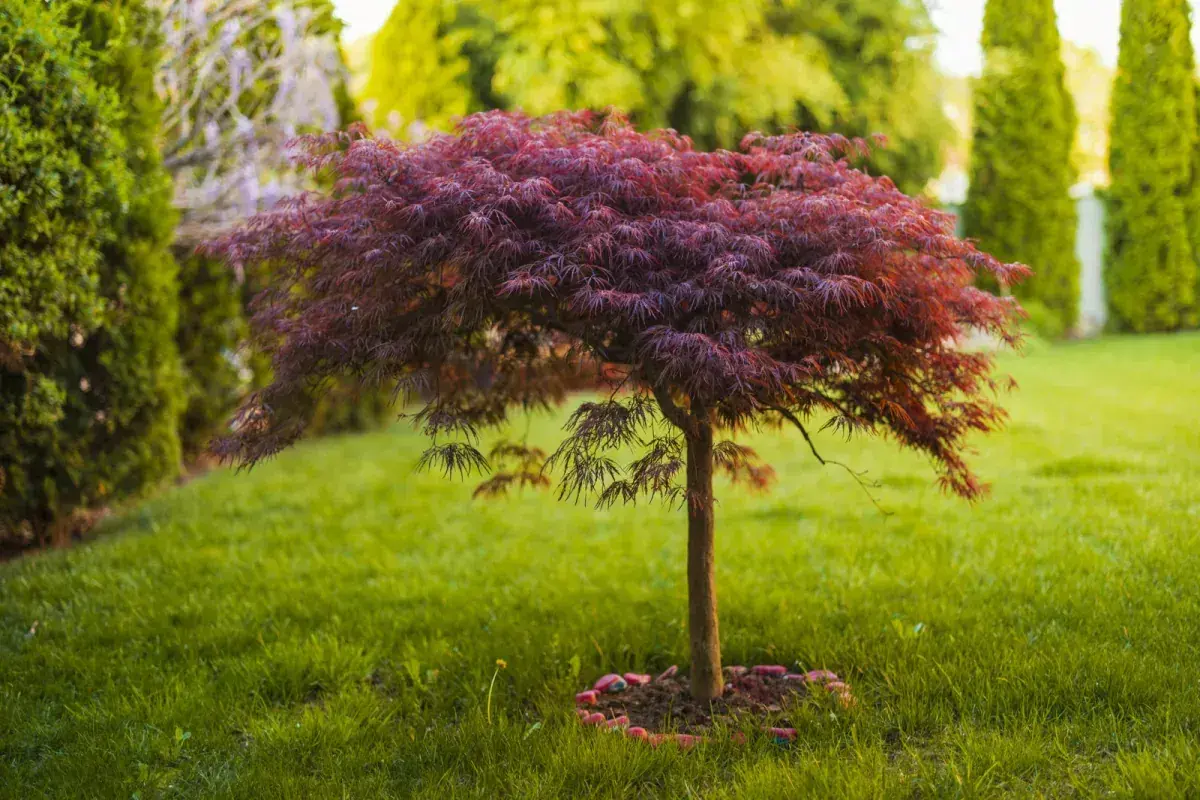 Klon palmowy o purpurowych liściach na zielonym trawniku.