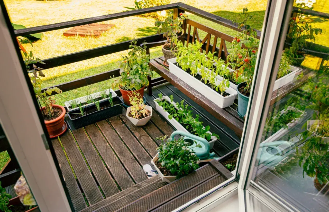 Balkon z doniczkami pełnymi ziół i warzyw, konewka i drewniana ławka.