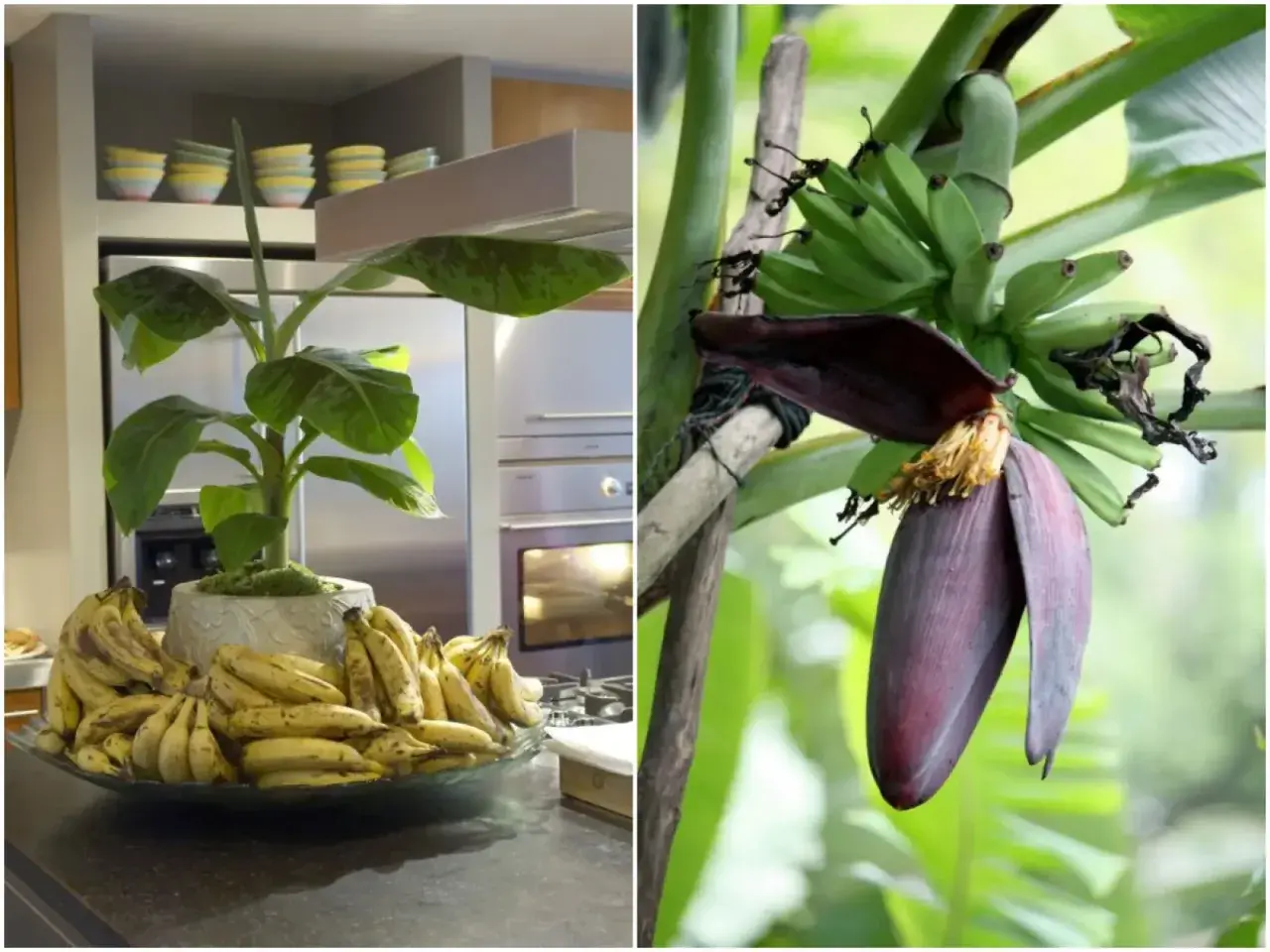 Dwa ujęcia: bananowiec w doniczce z bananami w kuchni i kwiat bananowca z młodymi owocami.