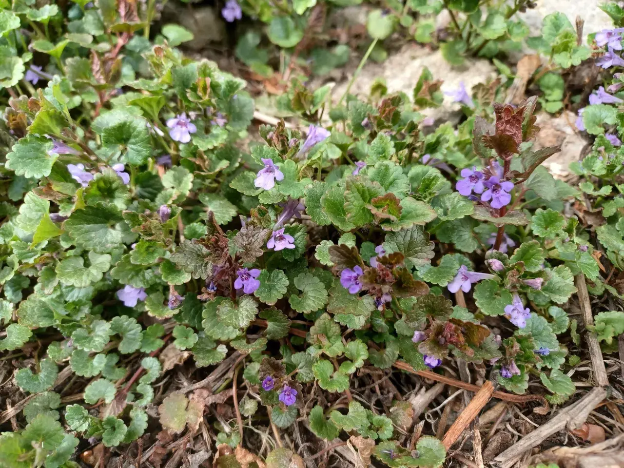 Kurdybanek pospolity z drobnymi fioletowymi kwiatkami i ząbkowanymi liśćmi, tworzy gęste dywany na ziemi.