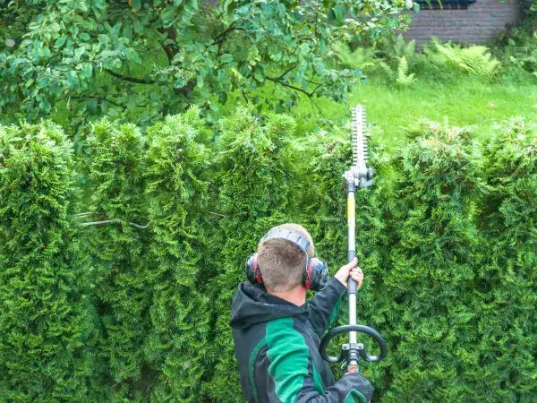 Jak wysoki może być płot z tui? Odkryj przepisy i ograniczenia