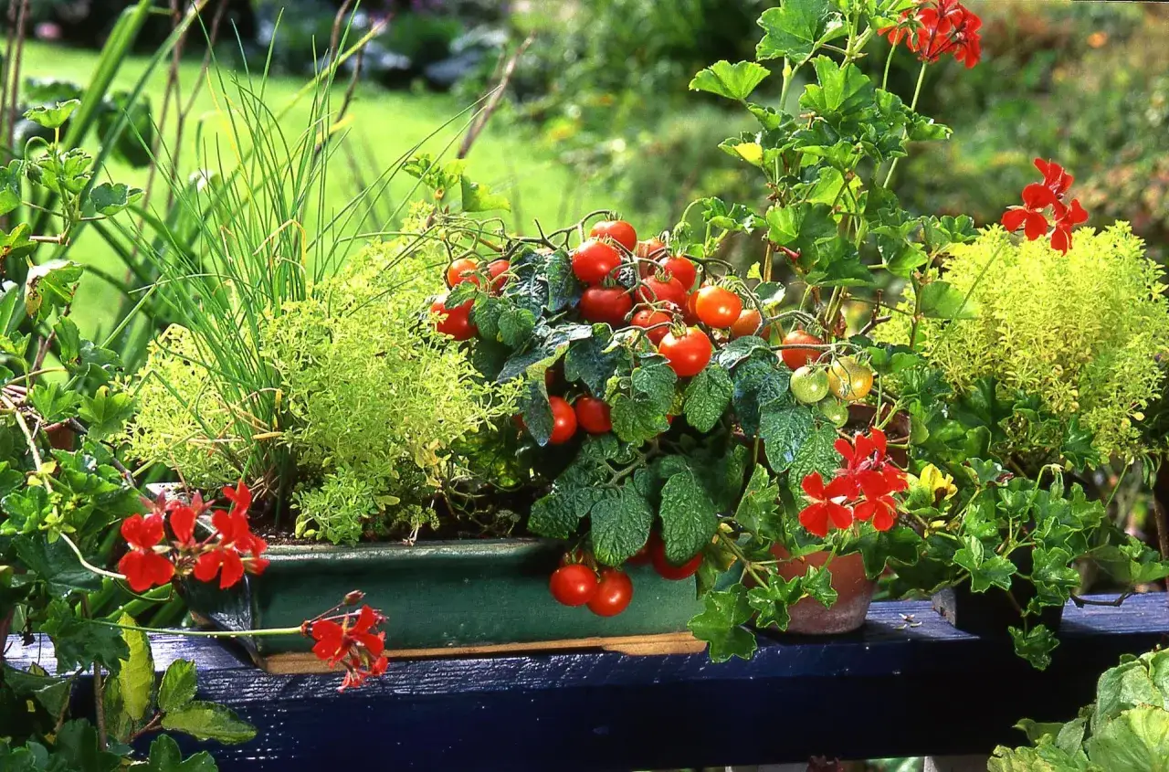 Dojrzałe pomidory na balkonie, obok zielonej trawki i czerwonych pelargonii, tworzą letnią kompozycję.