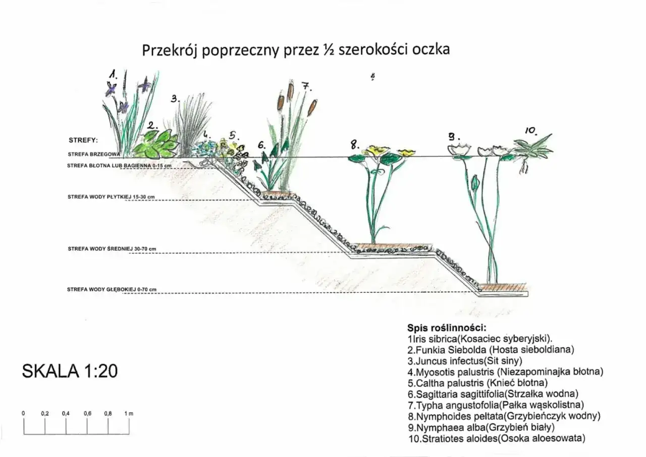 Przekrój oczka wodnego z roślinami: irys, funkia, sit, niezapominajka, knieć, strzałka wodna, pałka, grzybieńczyk, grzybień i osoka. Idealne rośliny do stawu.