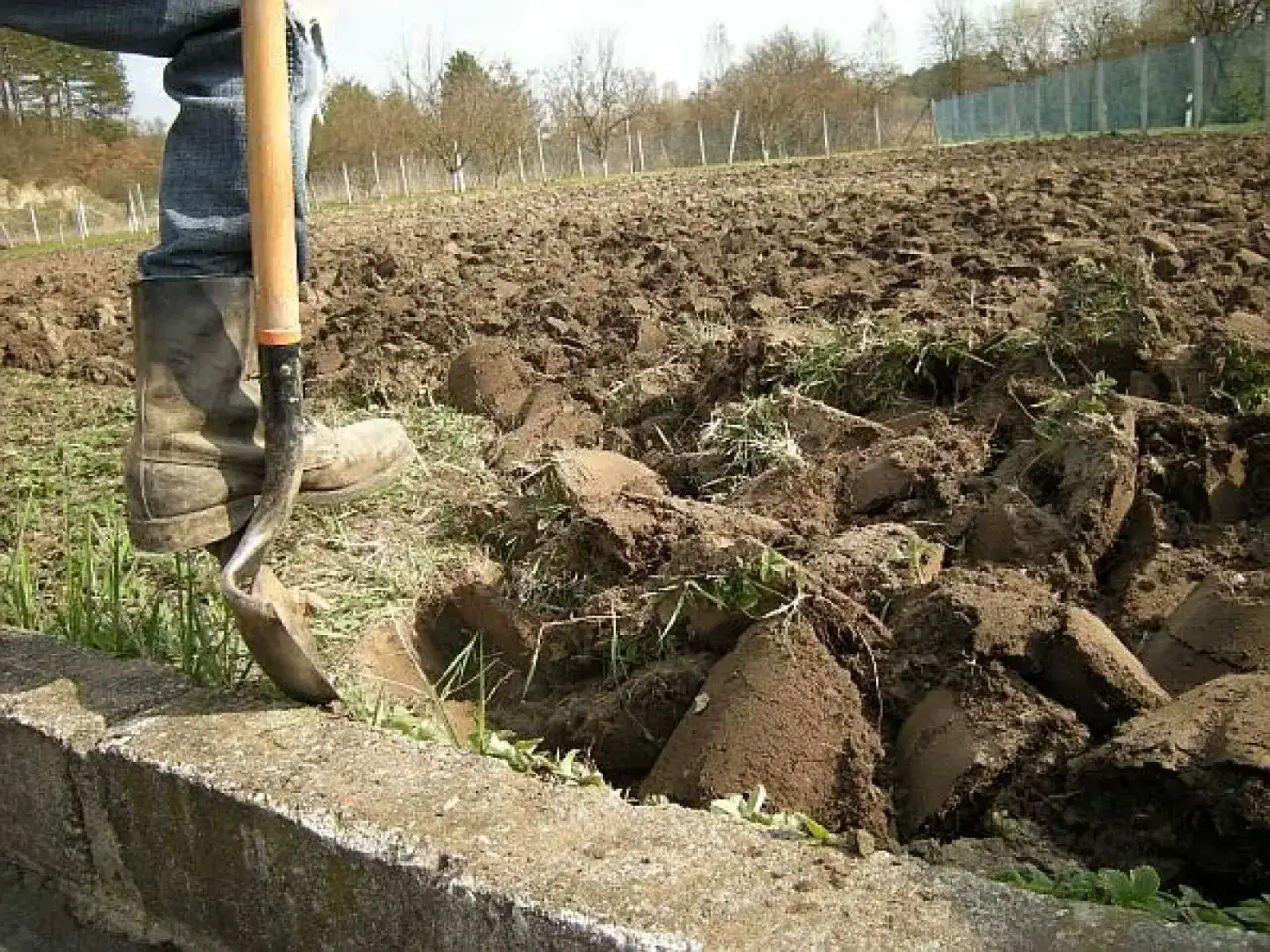 Rozpoczynamy zakładanie trawnika krok po kroku. Łopatą spulchniamy ziemię, przygotowując ją do siewu.