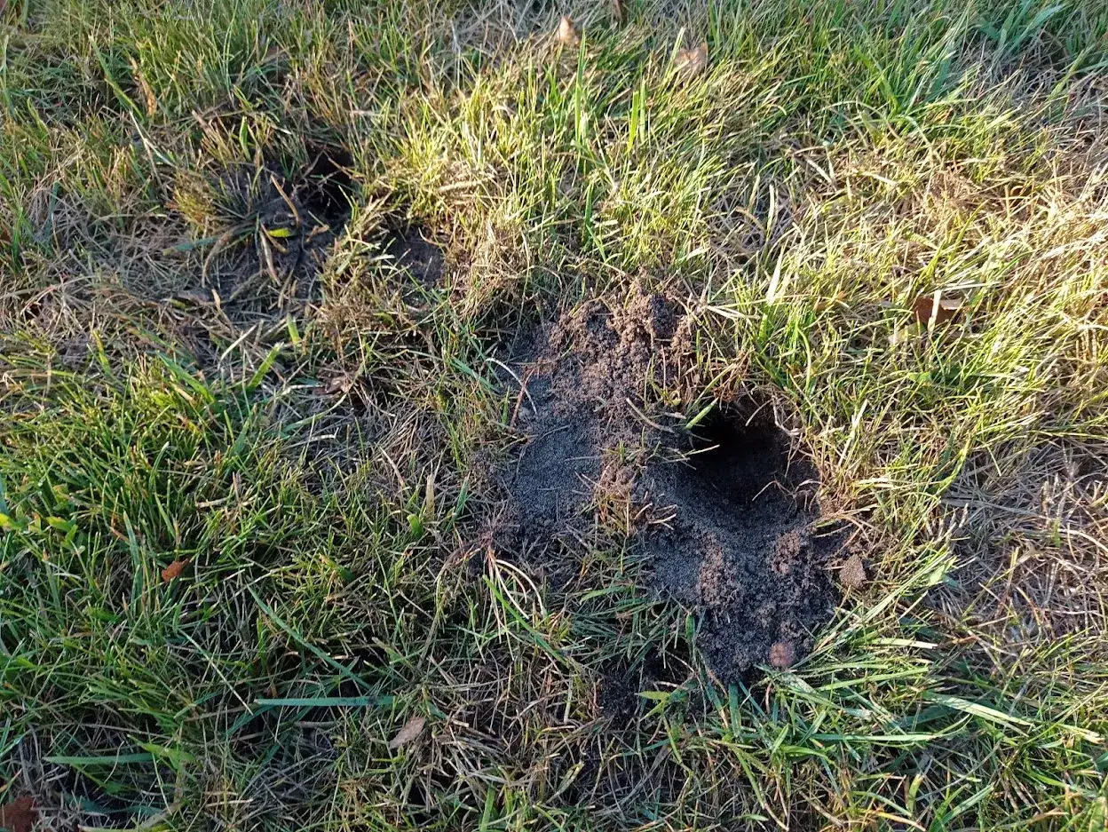 Zdjęcie Co kopie dziury w ogrodzie? Poznaj zwierzęta i ich przyczyny