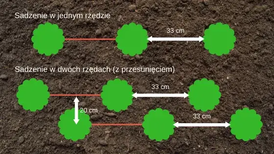Zdjęcie Jaką odległość zachować sadząc ligustr od płotu dla zdrowego wzrostu?