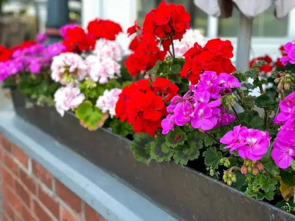 Kwiaty pelargonii w kolorach czerwonym, różowym i fioletowym w skrzynce na parapecie.