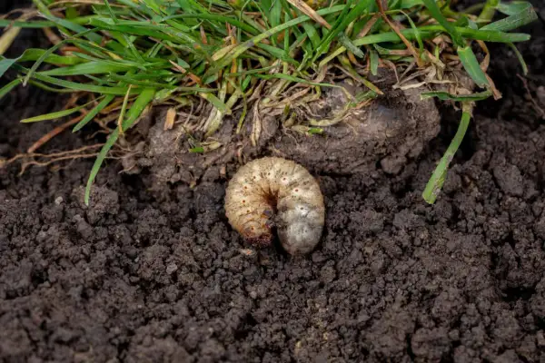 Pędrak w ziemi pod zieloną trawą.