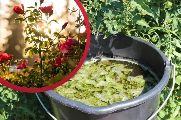 Róże i pomidory to rośliny, co mozna podlewac gnojowka z pokrzyw. W wiadrze fermentuje naturalny nawóz.