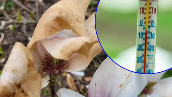 Usychające kwiaty magnolii i termometr pokazujący temperaturę poniżej zera, gdy jest zimna Zośka.