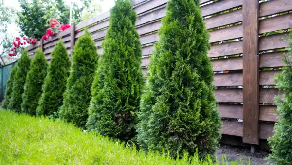 Rząd zielonych tuj przy drewnianym ogrodzeniu tworzy naturalną barierę. Czerwone róże pną się po płocie, dodając koloru.
