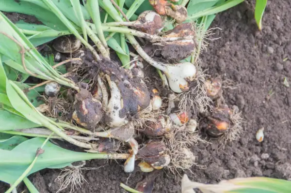 Kępa świeżo wykopanych cebulek tulipanów z korzeniami i resztkami ziemi na glebie.
