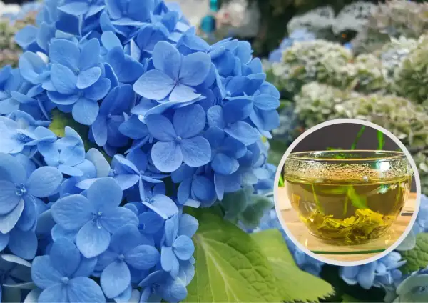 Niebieskie hortensje i filiżanka zielonej herbaty. Fusy z herbaty mogą być świetnym nawozem do roślin, zwłaszcza tych, które lubią kwaśną glebę, jak hortensje.