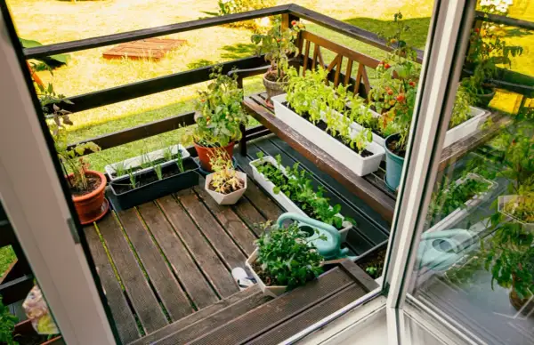Balkon z doniczkami pełnymi ziół i warzyw, konewka i drewniana ławka.