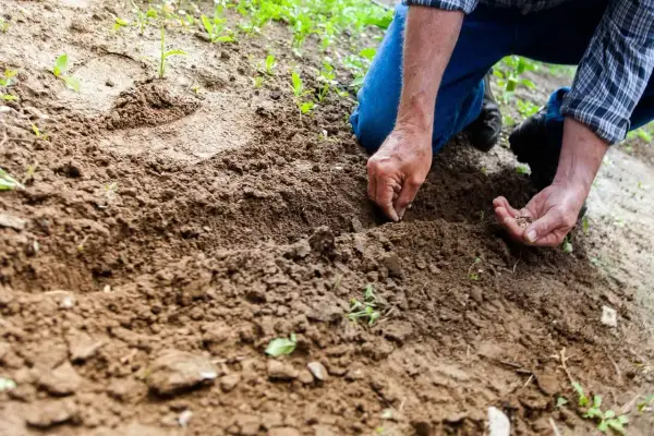 Dłoń ogrodnika wysiewa nasiona do żyznej gleby w ogrodzie.