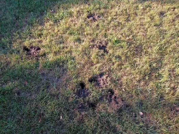 Co kopie dziury w ogrodzie? Poznaj zwierzęta i ich przyczyny