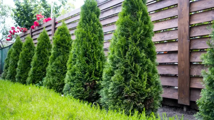 Rząd zielonych tuj przy drewnianym ogrodzeniu tworzy naturalną barierę. Czerwone róże pną się po płocie, dodając koloru.